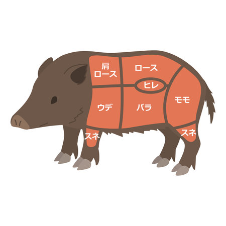Illustration of a boar meat partのイラスト素材