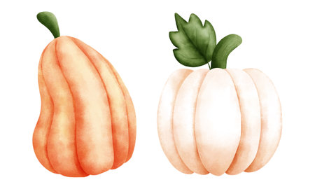 Set of watercolor pumpkins illustration for autumn decorations.Orange and white pumpkins illustration.Watercolor autumn decorations.White background.の写真素材