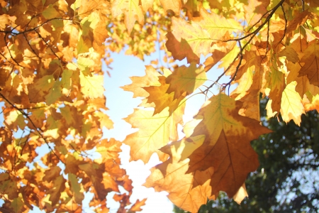 leaves and sun 