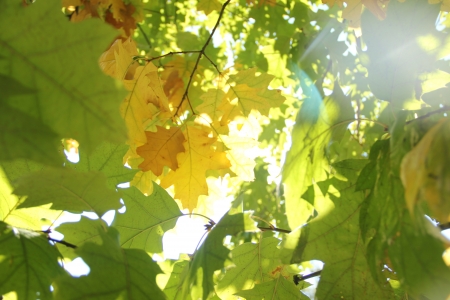 leaves and sunの写真素材