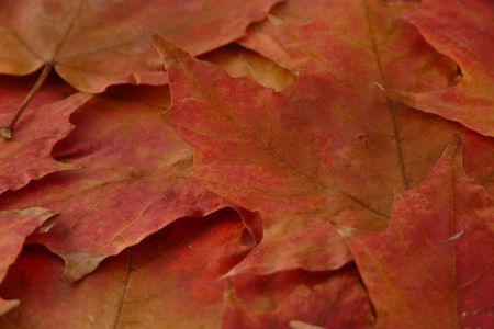 Red leaves