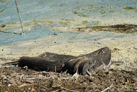  	Wellington on dirty beachの写真素材