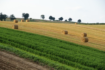 Summer's fields