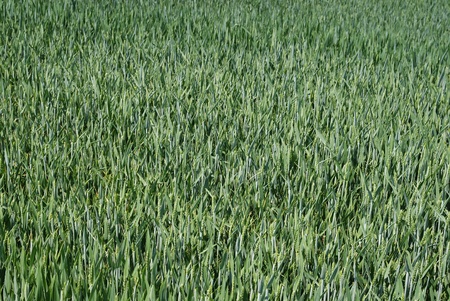 Field with green wheatの写真素材