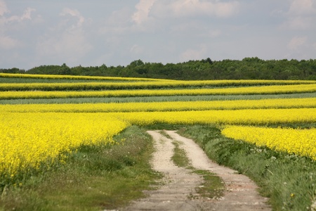 Road between rapes fieldの写真素材