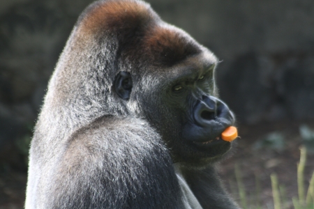 Gorilla eating carrotの写真素材