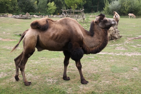 Camel の写真素材