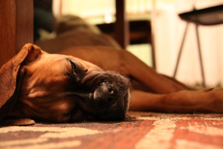 Sleeping boxer dogの写真素材