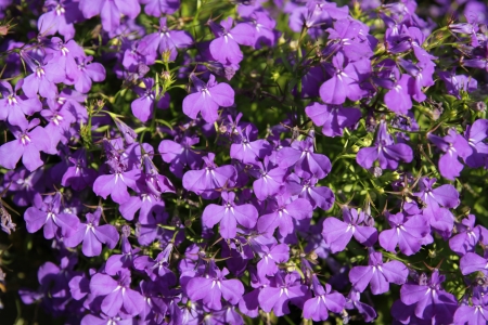 Many of pink flowersの写真素材