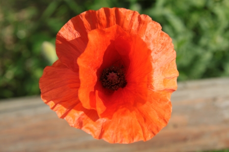 	Poppyの写真素材