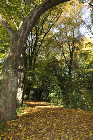 Tree over track with leavesの写真素材