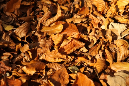 	Brown leavesの写真素材