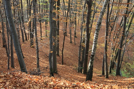 Many of beech in forestの写真素材