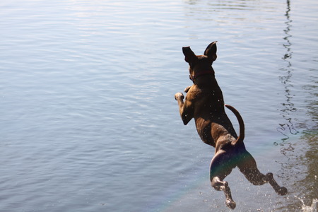 	Boxer dog jump to the waterの写真素材