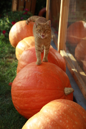 Cat walking on the pumpkinsの写真素材