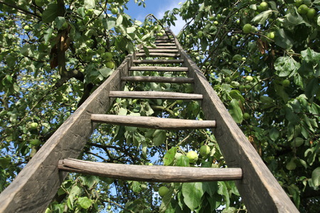 Ladder in an appleの写真素材