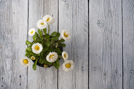 Summer or spring beautiful garden with daisy flowersの写真素材