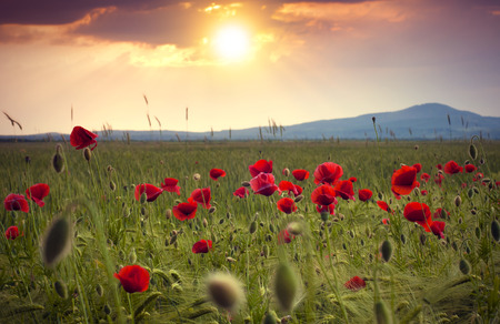 Field of bright red corn poppy flowers in summerの写真素材