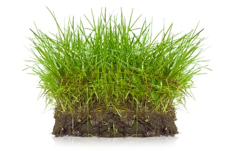 Small, round patch of fresh grassの写真素材