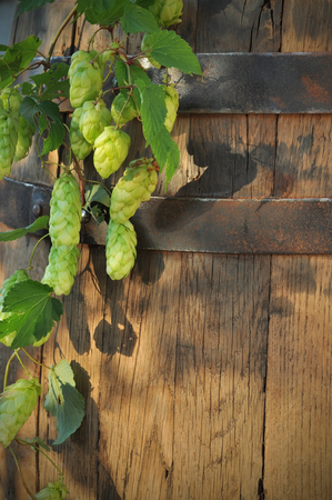 Still Life with a keg of beer and draft beer by the glass.の写真素材