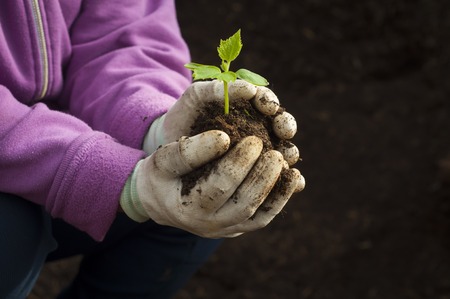 Hands of  a man planting his own vegetable, gardenの写真素材