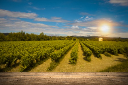 Vineyard in green Tuscany, Italyの写真素材