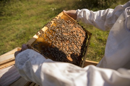 The beekeeper in the field of flowers