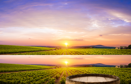 Red wine with barrel on vineyard in green Tuscany, Italy,の写真素材