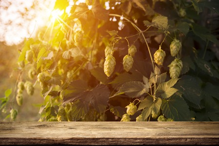 Beer keg with glasses of beer on rural countryside background,