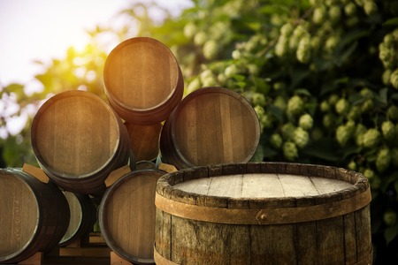 glass of beer with hop cones in the hop fieldの写真素材