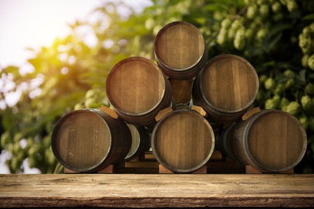 glass of beer with hop cones in the hop fieldの写真素材