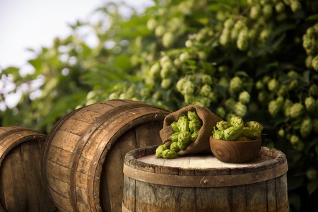 glass of beer with hop cones in the hop fieldの写真素材