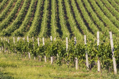 Chianti vineyard landscape in Tuscany, Italy, farm