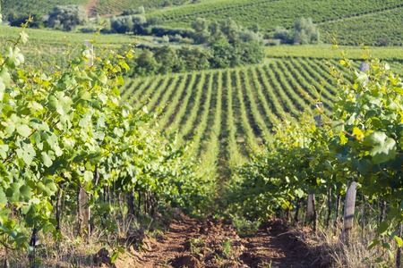 Chianti vineyard landscape in Tuscany, Italy, farmの写真素材
