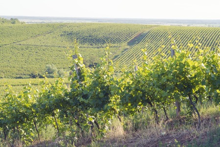 Chianti vineyard landscape in Tuscany, Italy, farmの写真素材