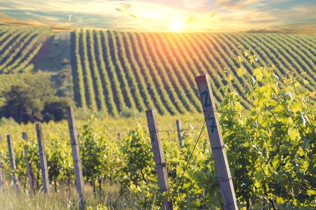 Red wine with barrel on vineyard in green Tuscany, Italy.の写真素材