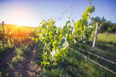 Red wine with barrel on vineyard in green Tuscany, Italy.の写真素材
