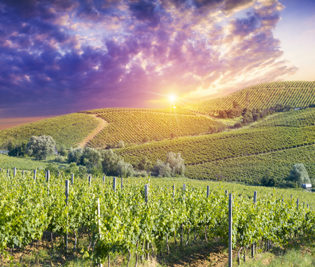 White wine with barrel on vineyard in Chianti, Tuscany, Italy.の写真素材