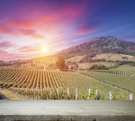Red wine with barrel on vineyard in green Tuscany, Italy.の写真素材