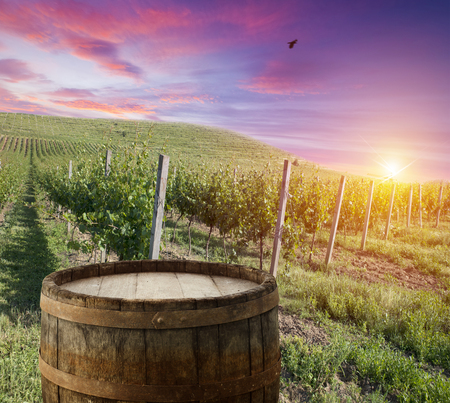 White wine with barrel on vineyard in Chianti, Tuscany, Italy.の写真素材