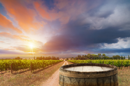 White wine with barrel on vineyard in Chianti, Tuscany, Italyの写真素材