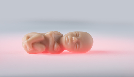 The embryo in a womans hands. Concept embryo and abortionの写真素材