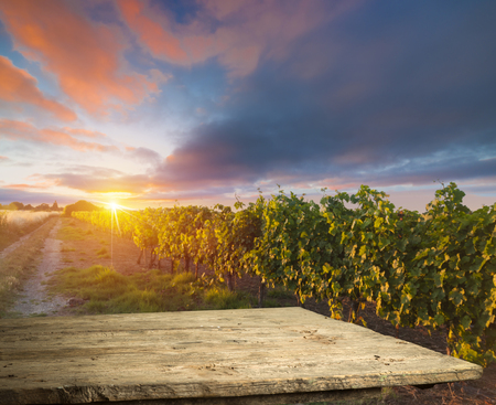 Red wine with barrel on vineyard in green Tuscany, Italyの写真素材