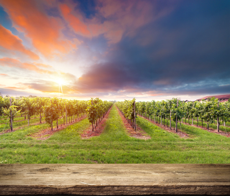 Red wine with barrel on vineyard in green Tuscany, Italyの写真素材
