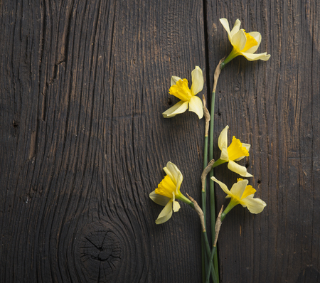 Amazing grunge background with Yellow flowersの写真素材