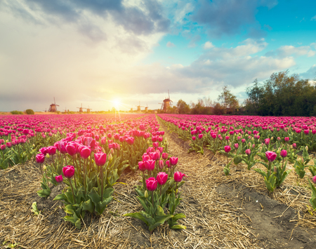 Landscape with tulips, traditional dutch windmills and houses near the canal in Zaanse Schans, Netherlands, Europeの写真素材