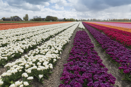 Landscape with tulips, traditional dutch windmills and houses near the canal in Zaanse Schans, Netherlands, Europeの写真素材