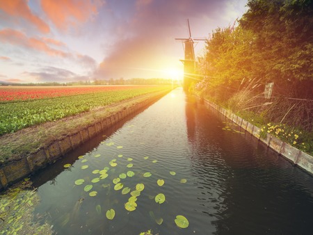 Landscape with tulips, traditional dutch windmills and houses near the canal in Zaanse Schans, Netherlands, Europeの写真素材