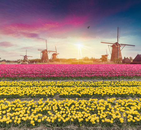 Landscape with tulips, traditional dutch windmills and houses near the canal in Zaanse Schans, Netherlands, Europeの写真素材