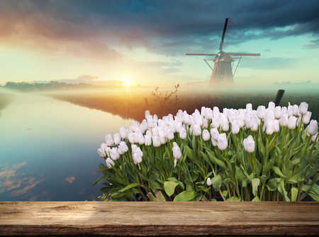 Landscape of Netherlands bouquet of tulips and windmills in the Netherlands.の写真素材